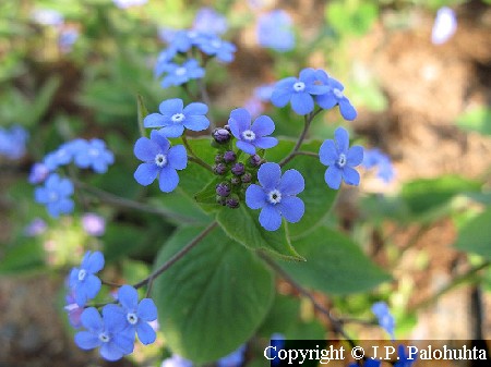  Brunnera macrophylla 